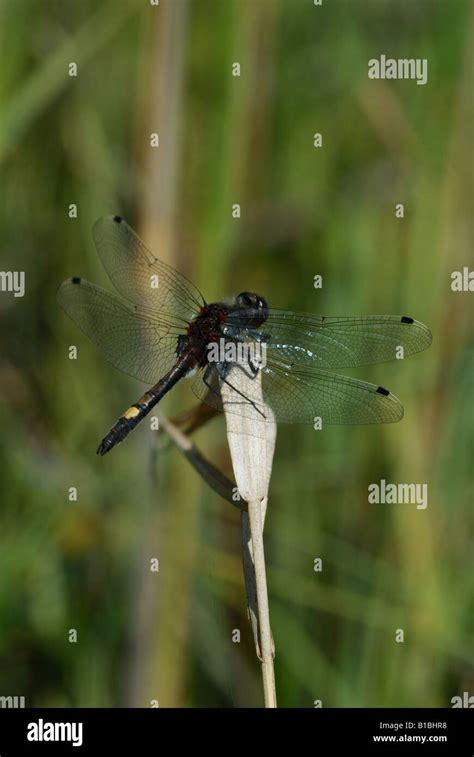 Large White Faced Darter Leucorrhinia Pectoralis Stock Photo Alamy