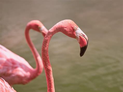 Premium Photo Side View Of Pink Flamingos With Long Neck And Curve