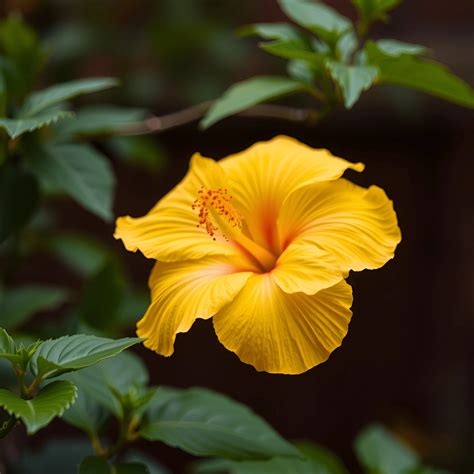 Yellow Hibiscus Flower - Free Download - AI Scribbles
