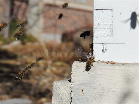 The Bees At Front Hive Entrance Close Up Bee Flying To Hive Honey Bee