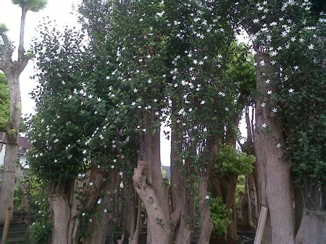 Pohon Melati yasmin | tanaman bonsai | tanaman hias - Tukang Taman ...