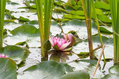 Pink Waterlily Among Lily Pads Stock Photo Image Of Lake Green 98011728