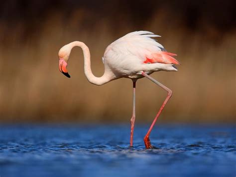 Where Do Flamingos Live? (Habitat, Range + Distribution) | Birdfact