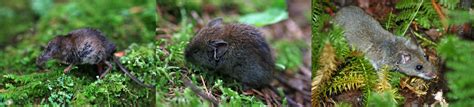 The teething of the shrew - Canadian Museum of Nature