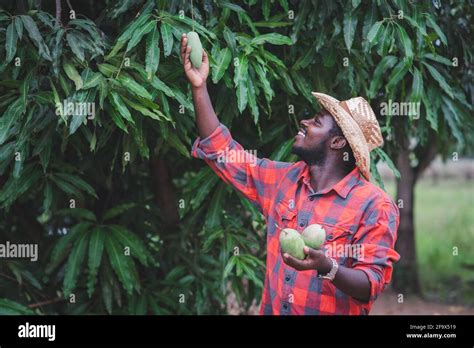 Mango Cultivation High Resolution Stock Photography And Images Alamy