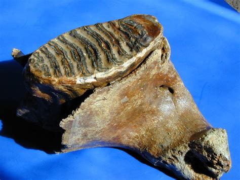 Help Needed In Fossilized Mandible Identification - Fossil ID - The ...