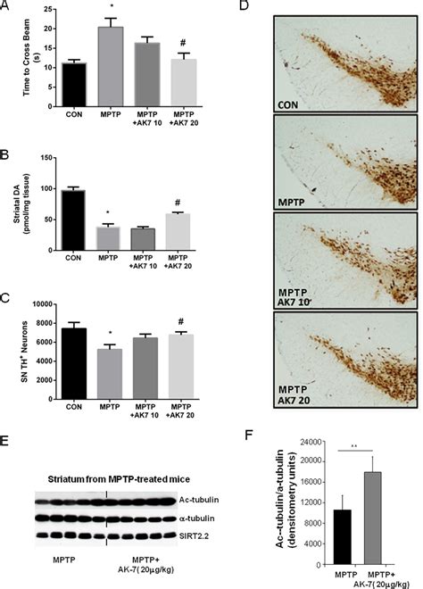 Protective Effects Of AK7 In Subacute MPTP Mouse Model Of PD Mice Were