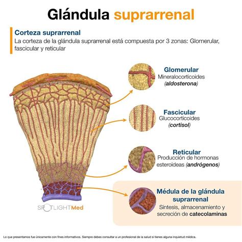 1,046 Me gusta, 4 comentarios - SpotlightMed (@spotlightmed_) en Instagram: "Glándula suprarr ...