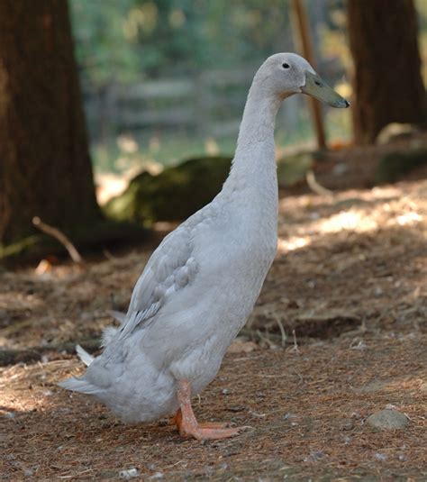 Runner or Indian Runner Duck - The Livestock Conservancy