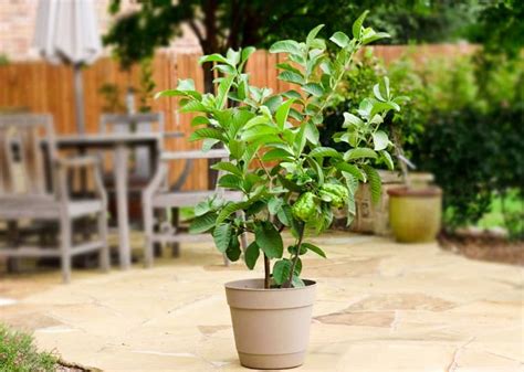 Growing Guava in Pots | Guava Tree Care and Information | Balcony Garden Web