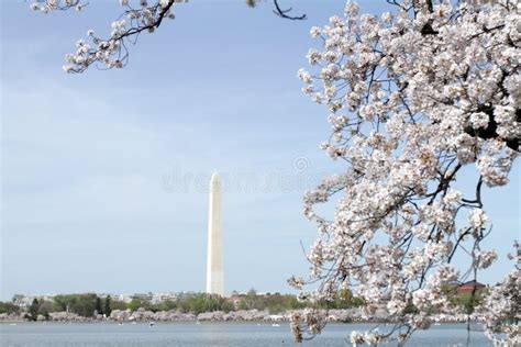 Washington Cherry Blossoms stock image. Image of cherry - 14390183