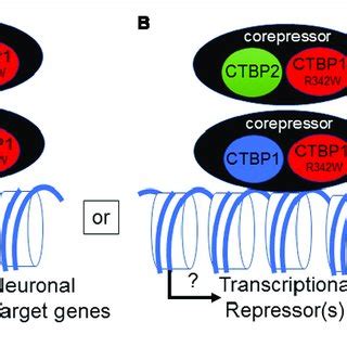 Model For Transcriptional Down Regulation Of Neuronal Target Genes By