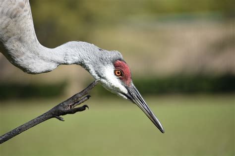 4,000+ Free Sandhill Cranes & Crane Images - Pixabay