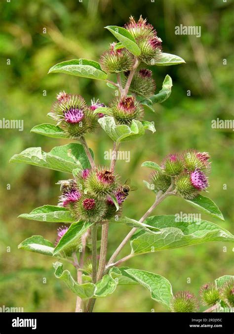 Greater Burdock Arctium Lappa Stock Photo Alamy