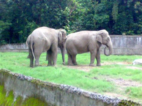 Zoological Garden Kolkata (Alipore Zoo) - Kolkata