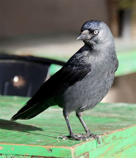 Jackdaw Symbolism & Meaning (+ Totem, Spirit, & Omens) | World Birds