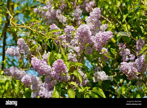 purple flowers of lilac tree Stock Photo - Alamy