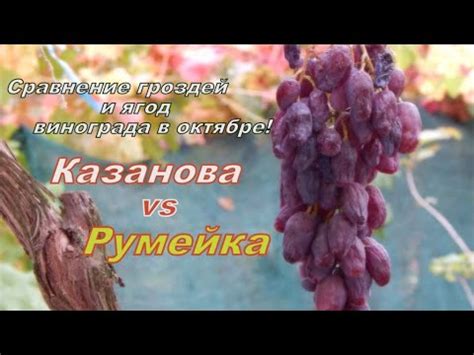 Сорта винограда Казанова и Румейка в октябре через пару месяцев после ...