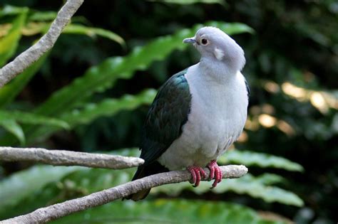 Green Imperial Pigeon Ducula Aenea