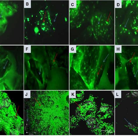 Fluorescent Micrographs From An Inverted Fluorescent Microscope A H