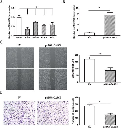 Figure From Long Noncoding Rna Casc Inhibits Metastasis And