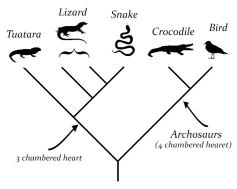 What is a cladogram?