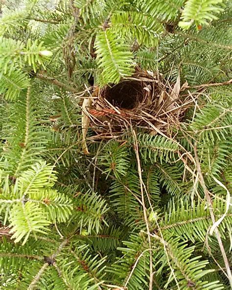 結城アンナさんのインスタグラム写真 結城アンナinstagram 「しばらくブリの別荘⛰去年植えたツリー🌲に鳥の小さな巣🥰a Tiny