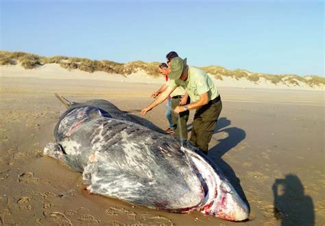 Aparece Muerto En Una Playa De Do Ana Un Tibur N Peregrino De Nueve