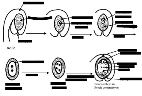 Development Of Female Gametophyte Diagram Quizlet