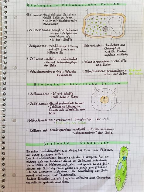 Biologie Lernzettel Schüler Studenten Amino