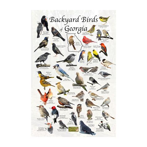 Backyard Birds of Georgia Bird Identification Poster Print / Field Guide to Common Georgia State ...