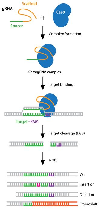 CRISPR Diagram | Quizlet