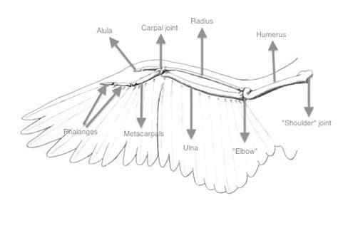 Anatomy Of A Bird Wing - Anatomy Book