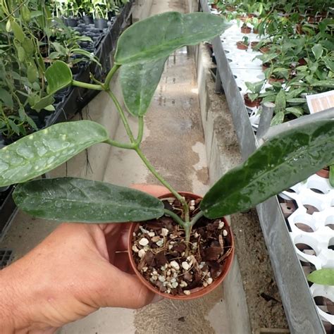 Hoya Onychoides Cv Long Leaf Png Sv Iml Uhlig Kakteen