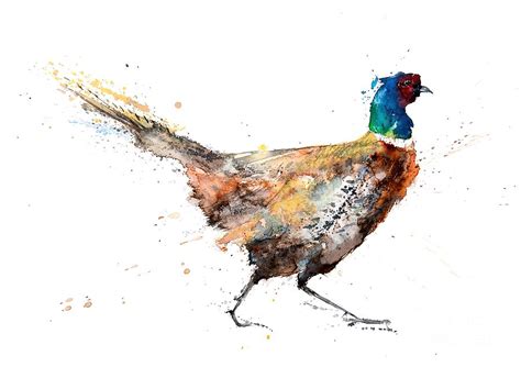 Pheasant Painting Pheasant Watercolour Pheasant Painting by Francesca ...