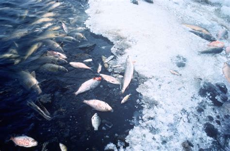 Free picture: fish, kill, pollution