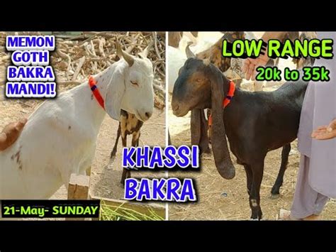 Low Range Ka Maal Memon Goth Bakra Mandi Prices Updates Cheapest