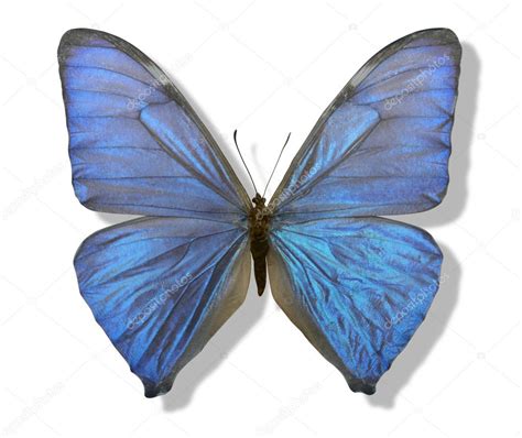 Blue iridescent butterfly Stock Photo by ©prill 7722347