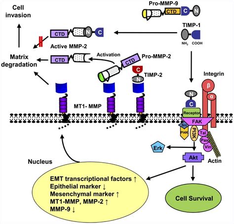 TIMP 1 Interacts With Cell Surface Protein S Via Its C Terminal