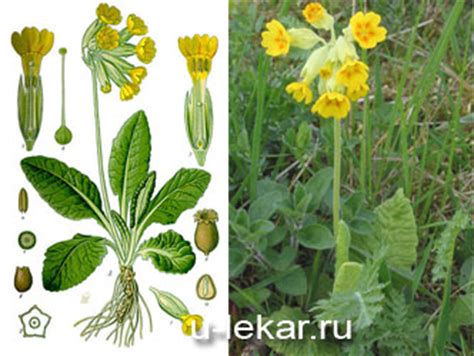 Первоцвет весенний (Первоцвет лекарственный, Примула)