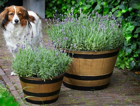 Lavender may not be hardy in Minnesota. Don't let that keep you from