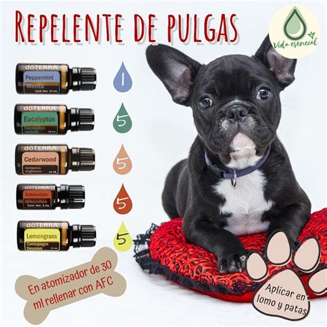 Son Los Aceites Esenciales Seguros Para Que Los Perros Los Ingieran