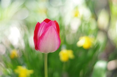 Premium Photo Close Up Of Pink Tulip Flower On Field