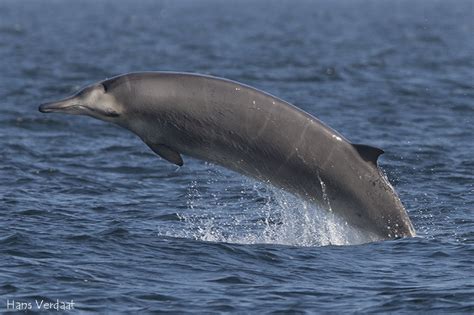 Taxonomy Beaked Whales Ziphiidae Observation Org