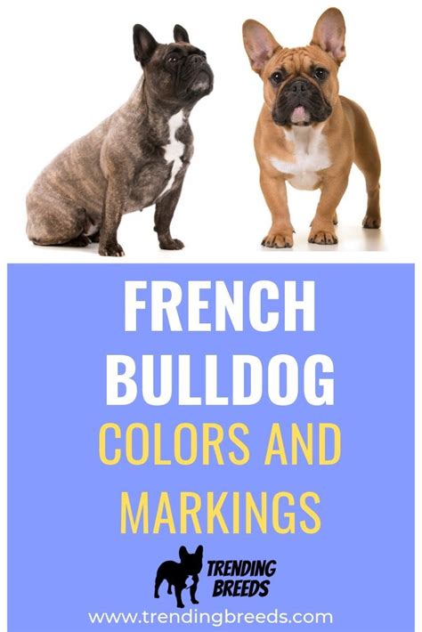 French Bulldog Akc Colors