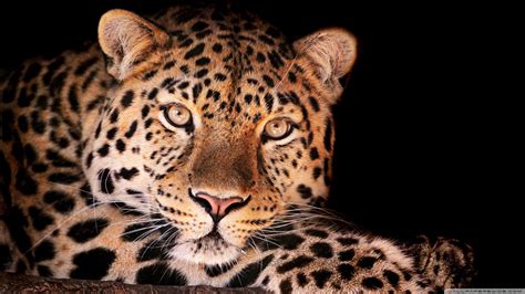 Die 71 Besten Leopard Wallpapers