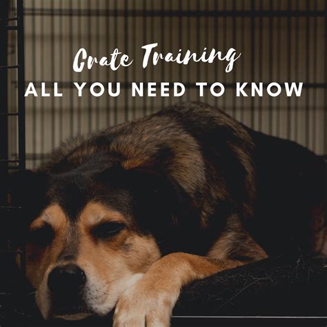 Crate Training Basics: All You Need to Know