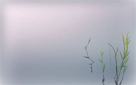 Download Zen Minimalist Plant Wallpaper | Wallpapers.com