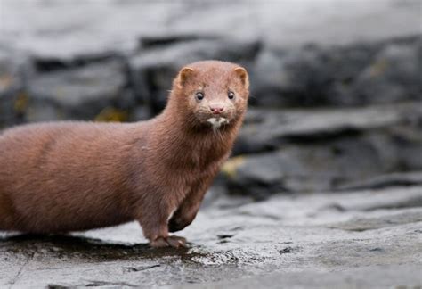 Kopenhagen Fur, world’s largest fur auction house, to close; EU report warns mink mutations of ...