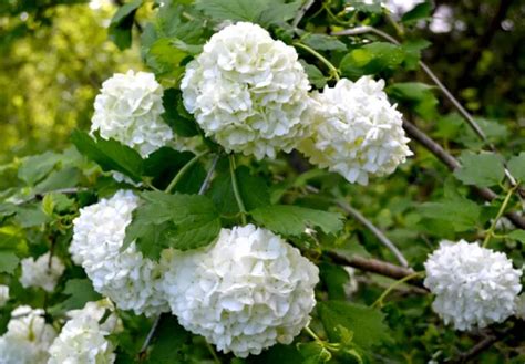 Viburnum Opulus Sterile Snowball Tree In 3l Or 5l Pot Eur 19 01 Picclick Fr